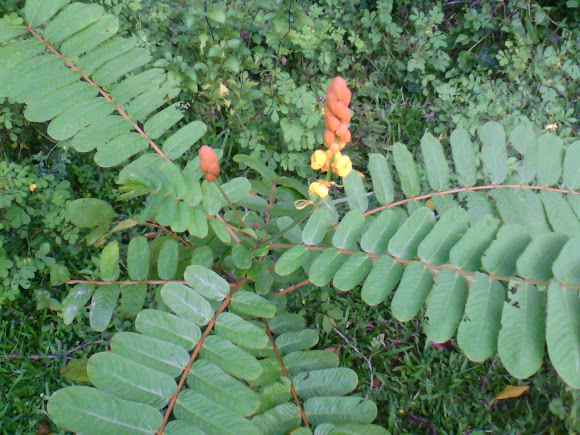 Spotting Image 1