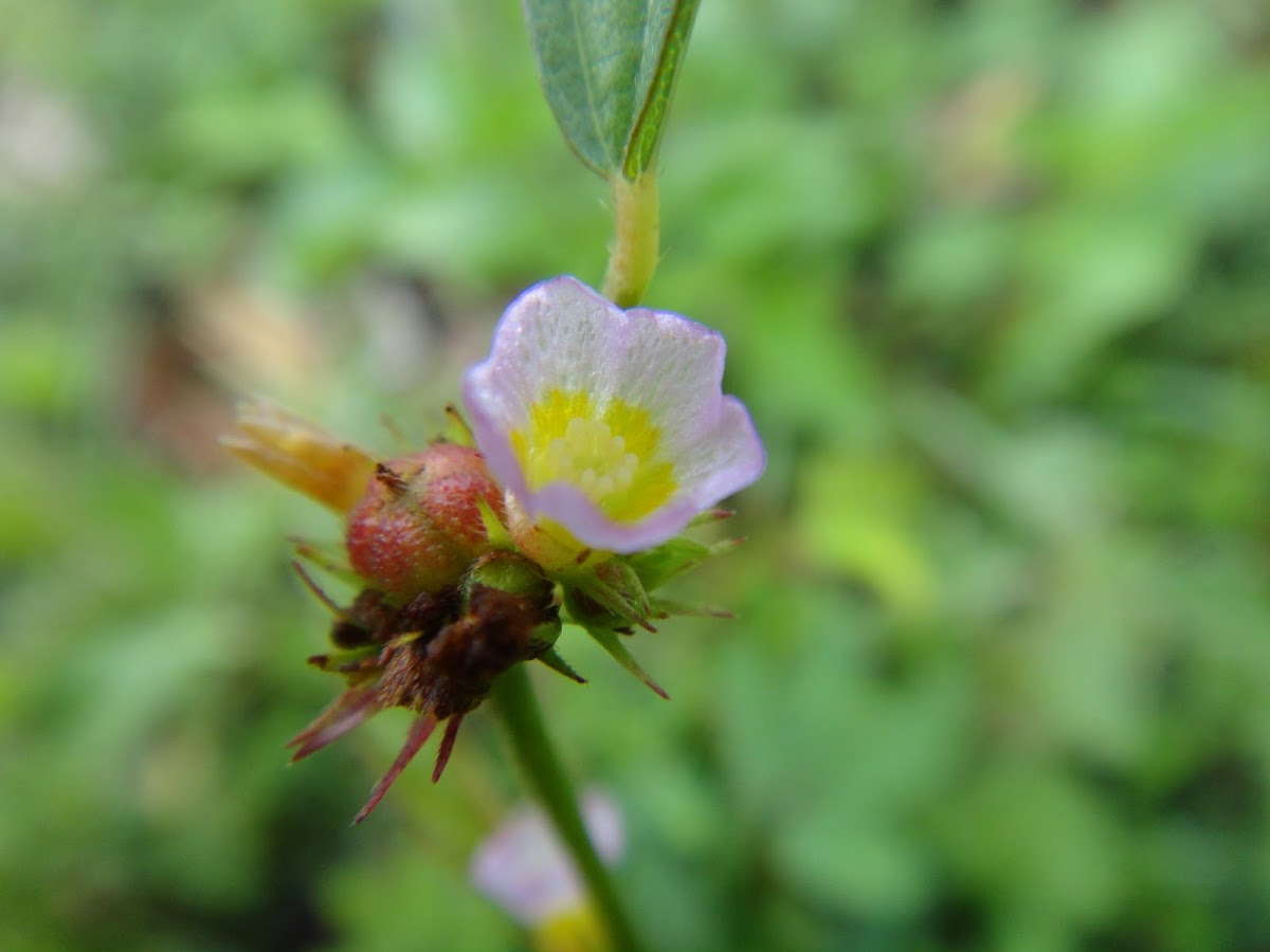 flower of weed