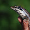 Ovambo Tree Skink