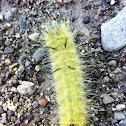 American Dagger moth (caterpillar)
