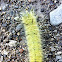 American Dagger moth (caterpillar)