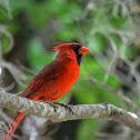 Northern Cardinal