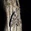 Carpenterworm Moth