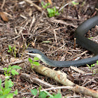 Everglades Racer