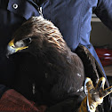Golden Eagle
