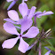 Wild blue phlox