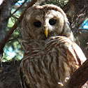 Barred Owl