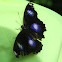 Common Eggfly
