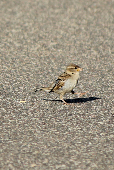 Spotting Image 1