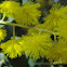 Mt Morgan wattle