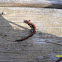 Red-Backed Salamander
