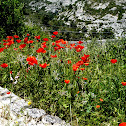AMAPOLAS SILVESTRES