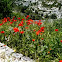AMAPOLAS SILVESTRES