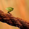 Leaf Cutter Ant