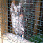 Eurasian Scops Owl