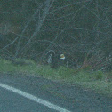 Sooty Grouse