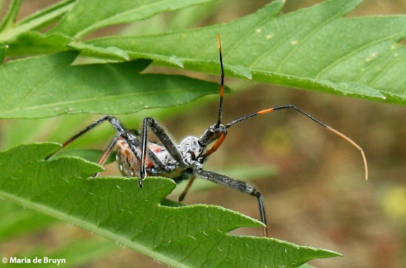 Spotting Image 1