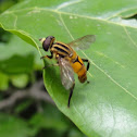Hoverfly
