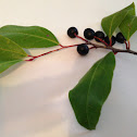 Carolina Cherry Laurel