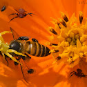 Crab Spider
