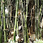 bamboo