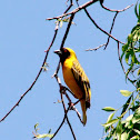 Southern Masked Weaver