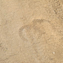 Horse tracks