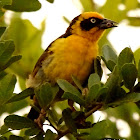 Baglafecht weaver