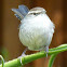 Bewicks Wren