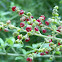 Seaberry Saltbush