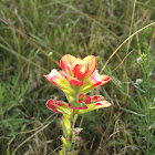 Indian Paintbrush
