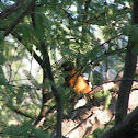 Black-headed grosbeak