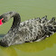 Black swan
