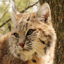 Bobcat-lynx hybrid
