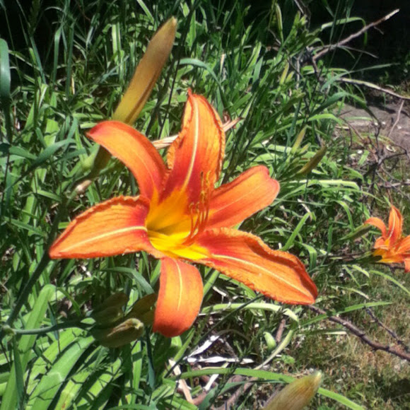 Spotting Image 1