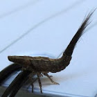 Plant- or leaf-hopper nymph