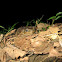 Cane Toad