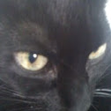 Sciusci Cat