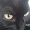 Sciusci Cat