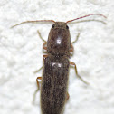 Click Beetle