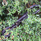 Southern Black Racer