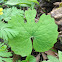 Blood root