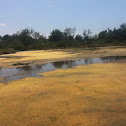 Algae