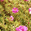 Portulaca