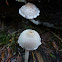 Psathyrella