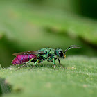 Avispa cuco (Cuckoo wasp)