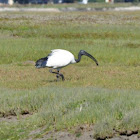 African Sacred Ibis