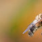Hover Fly