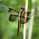 Widow Skimmer Dragonfly
