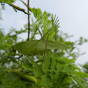 Bush cricket